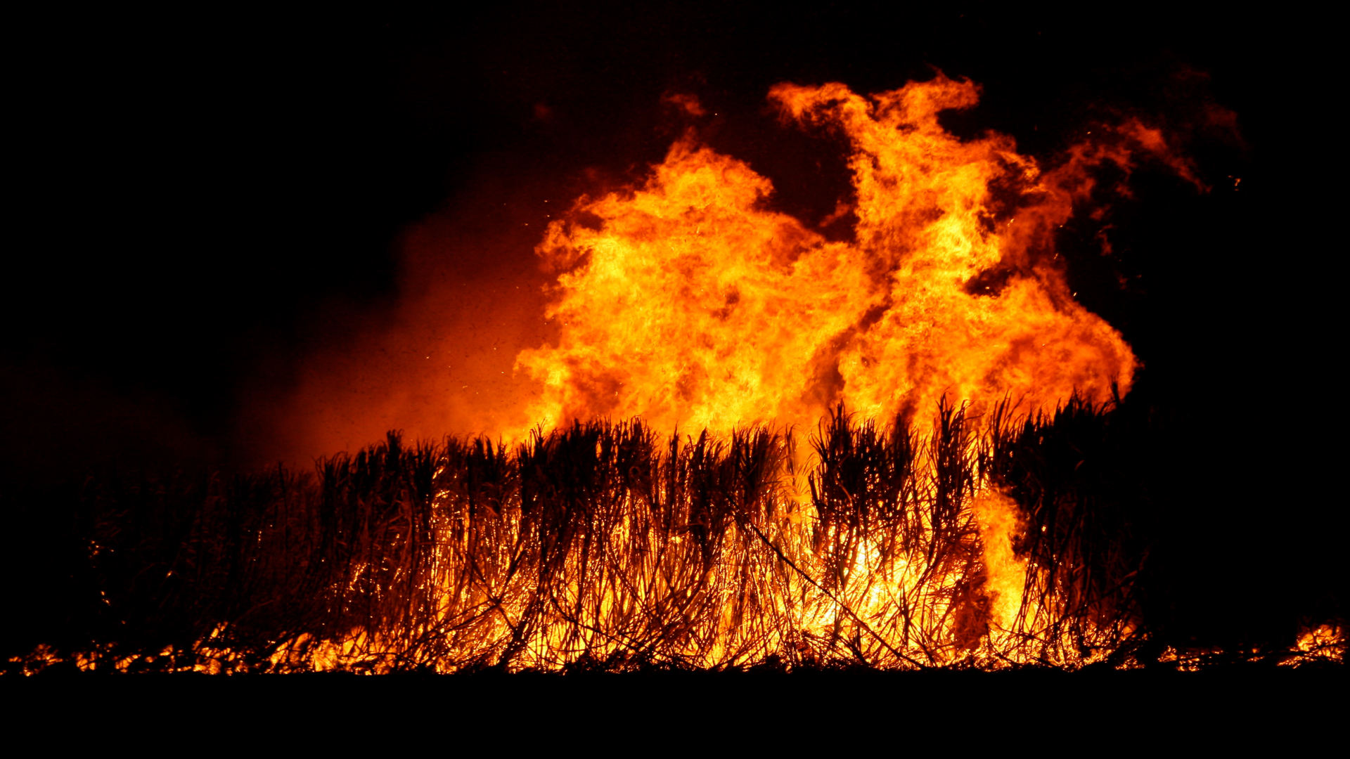A Fight Against The Effects‎ Of Sugarcane Burning By Florida's‎ Generation Z
